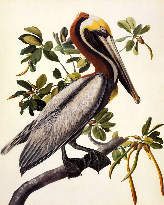 POSTER BIRDS OF AMERICA AUDUBON BROWN PELICAN VINTAGE REPRO FREE S/H