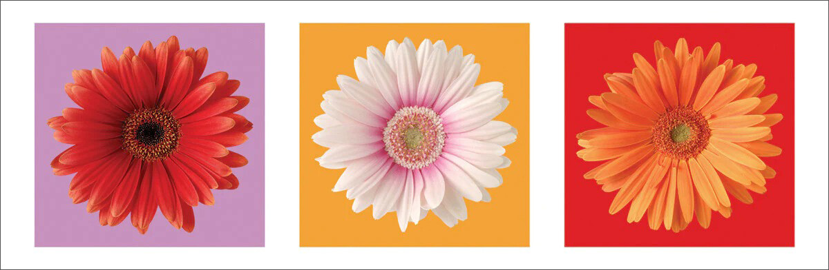 Daisies – Red, White & Orange Art Print Poster (12×36)