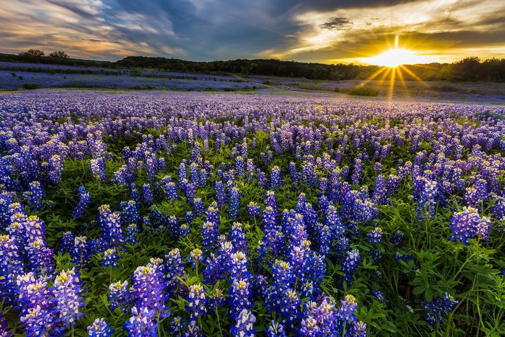 Laminated Texas Bluebonnet Flowers Field At Sunset Muleshoe Bend Recreation Area
