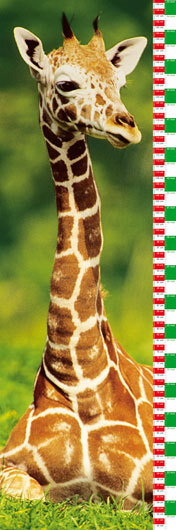 POSTER Giraffe Growing up Chart 12×36 Studio B
