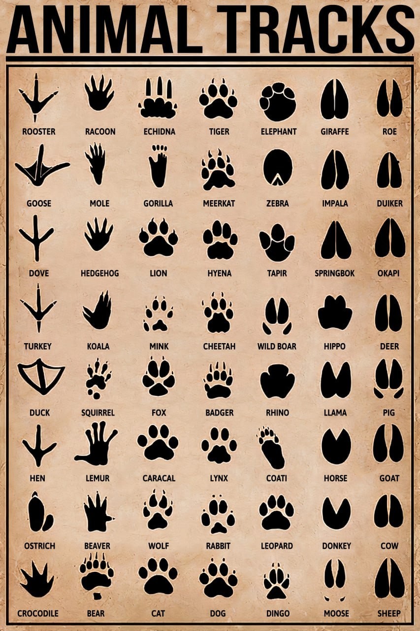 Animal Tracks Wildlife Footprint Educational Chart Poster