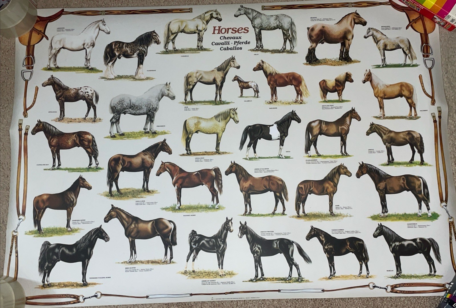 Laminated 38″ x 27″ Horses Chevaux Cavalli – Pferde Caballos Poster 1982 Ricordi