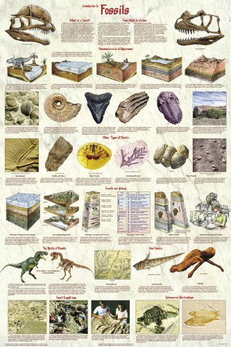 Laminated Introduction to Fossils Poster 24.5 x 36.5