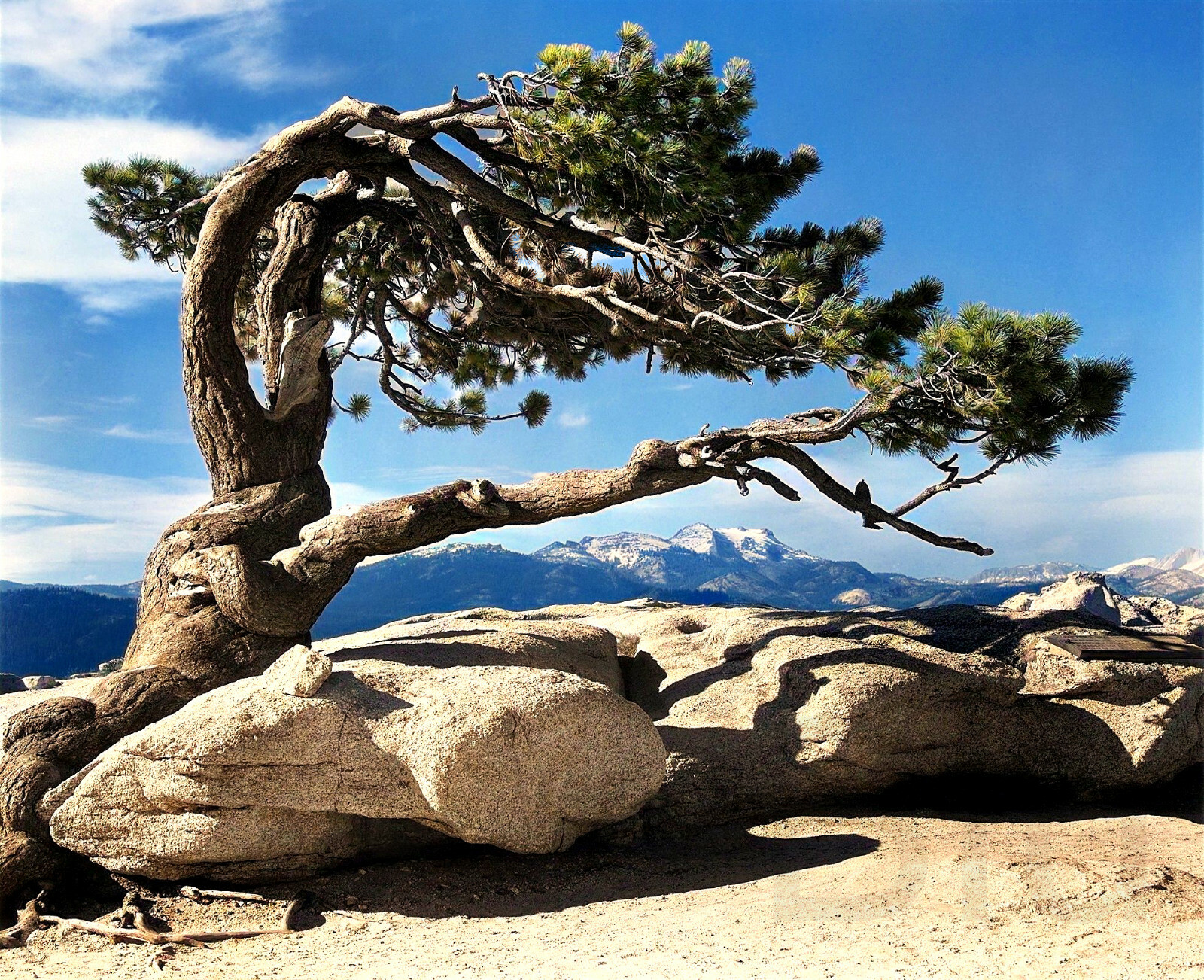 Yosemite Tree 14 x 11″ Photo Print