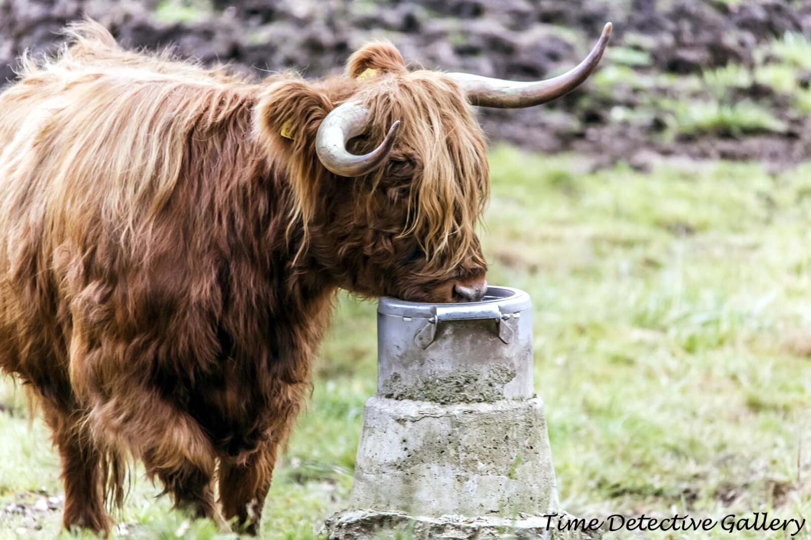 A Scottish Highland Cow Drinking – Poster available in 7 Sizes