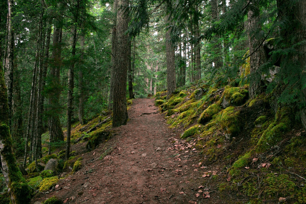 FOREST PATH LANDSCAPE POSTER PRINT STYLE G 16×24 HI RES 9MIL PAPER