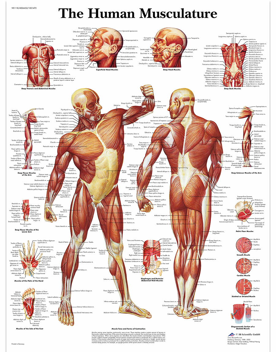 Educational Human Muscle Musculature Poster Prints Medical Leaning 13″ x 19″