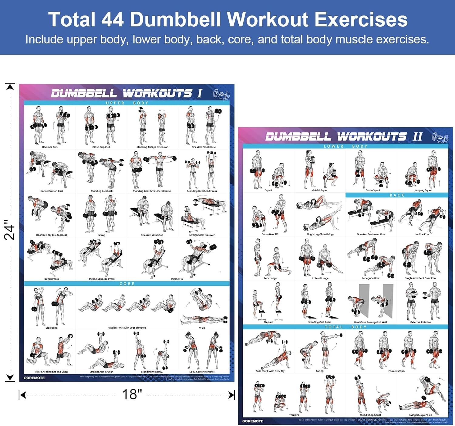 Dumbbell Workout Poster Set 2 Pack 18×24 Home Gym Exercise Muscle Diagrams NEW