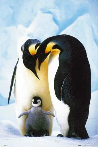 Happy Feet Penguin Family Poster 24×36 Animated Movie Kids Room Decor