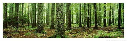 Rain Forest (Green Trees, Panorama) Art Poster Print – 36×12