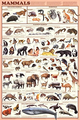Mammals Educational Science Chart Poster (24×36)