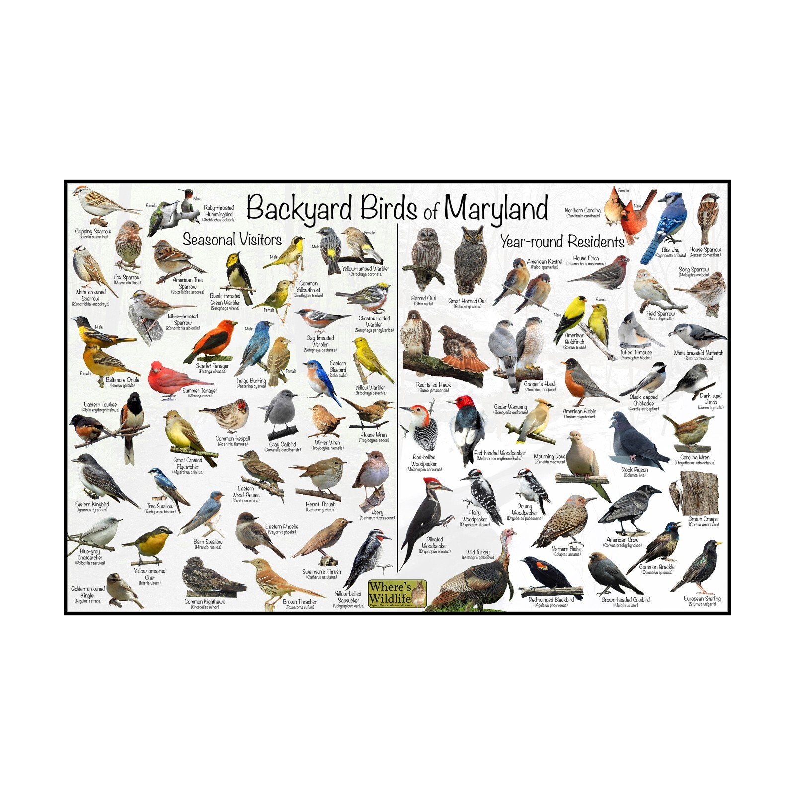 Backyard Birds of Maryland Bird Identification Nature Poster / Birdwatching Gift