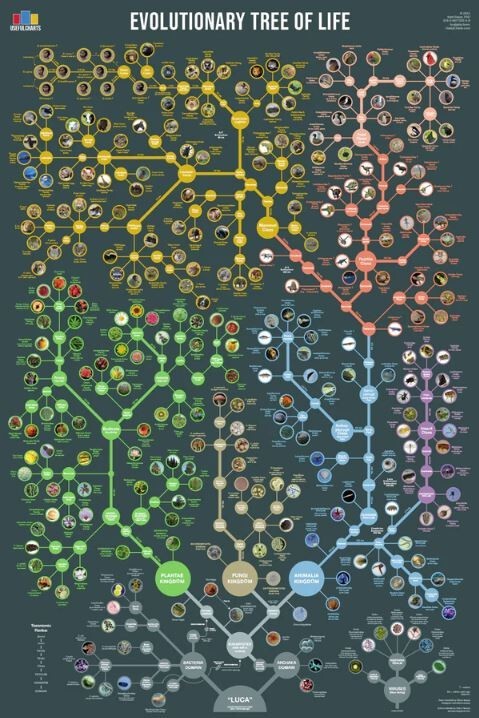 Evolutionary Tree of Life Poster, 24″x36″