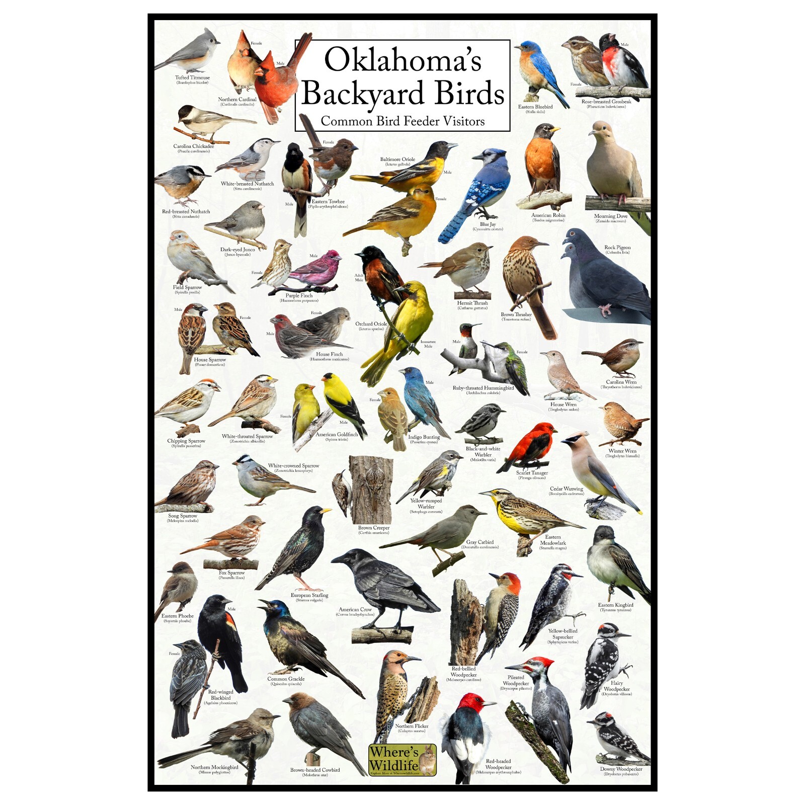 Oklahoma’s Backyard Birds Poster – Oklahoma Bird Watching and Feeding Chart