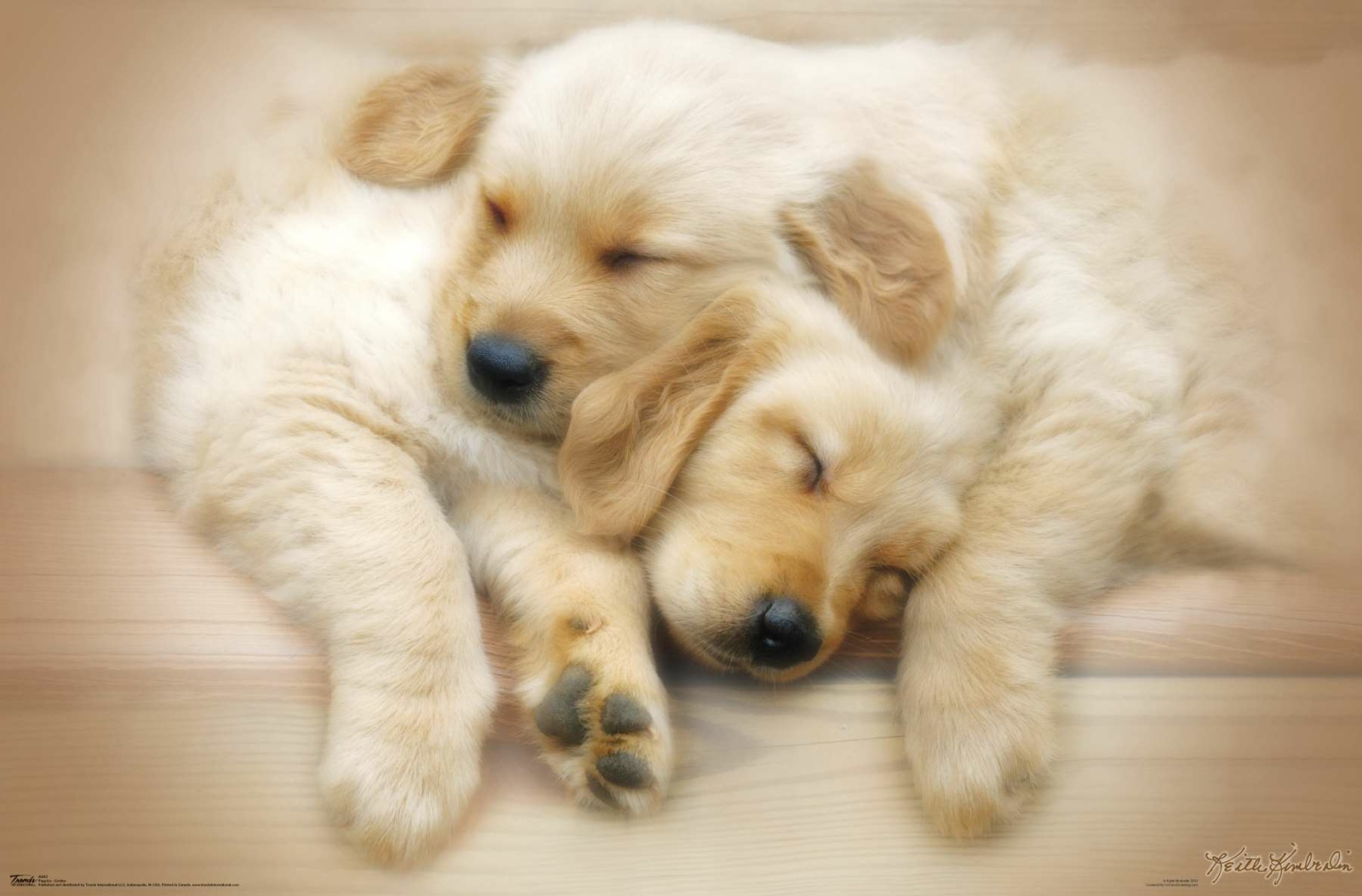 Keith Kimberlin – Puppies – Golden Retrievers Cuddling Poster