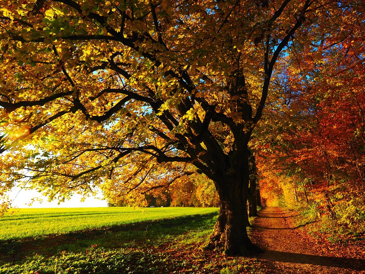 FOREST PATH LANDSCAPE POSTER PRINT STYLE F 18×24 HI RES 9MIL PAPER