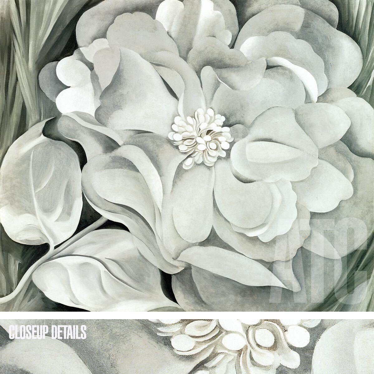 30W”x24H” THE WHITE CALICO FLOWER, 1931 by GEORGIA O’KEEFFE – CHOICES of CANVAS