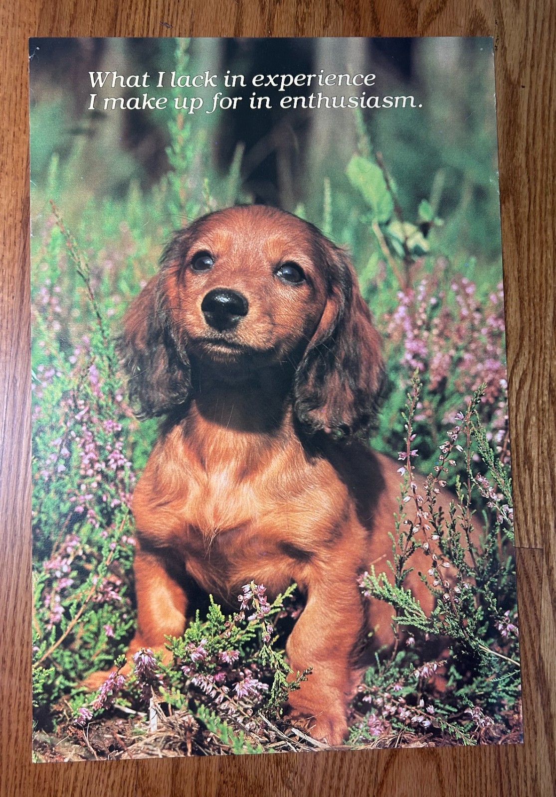 Vintage Argus 1980 Motivational Inspirational Poster #43021 Puppy Dog 21″ X 14″