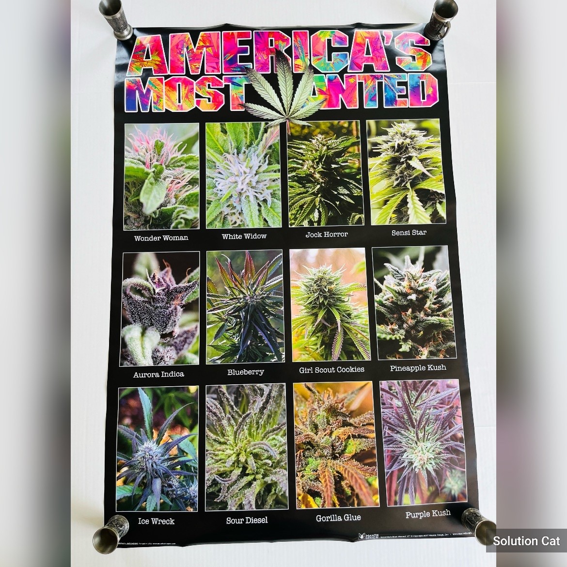 Americas Most Wanted Cannabis Large Wall Poster College Collection 24×36 inch