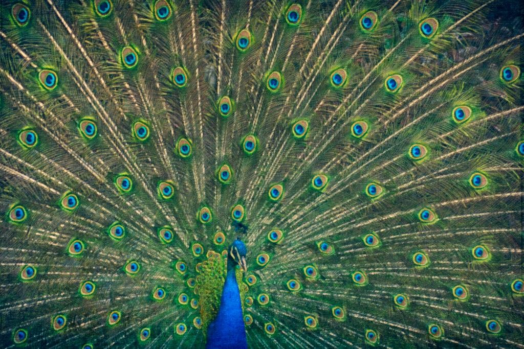 Peacock Feathers Fanned Spread Out Colorful Photo Art Print Poster