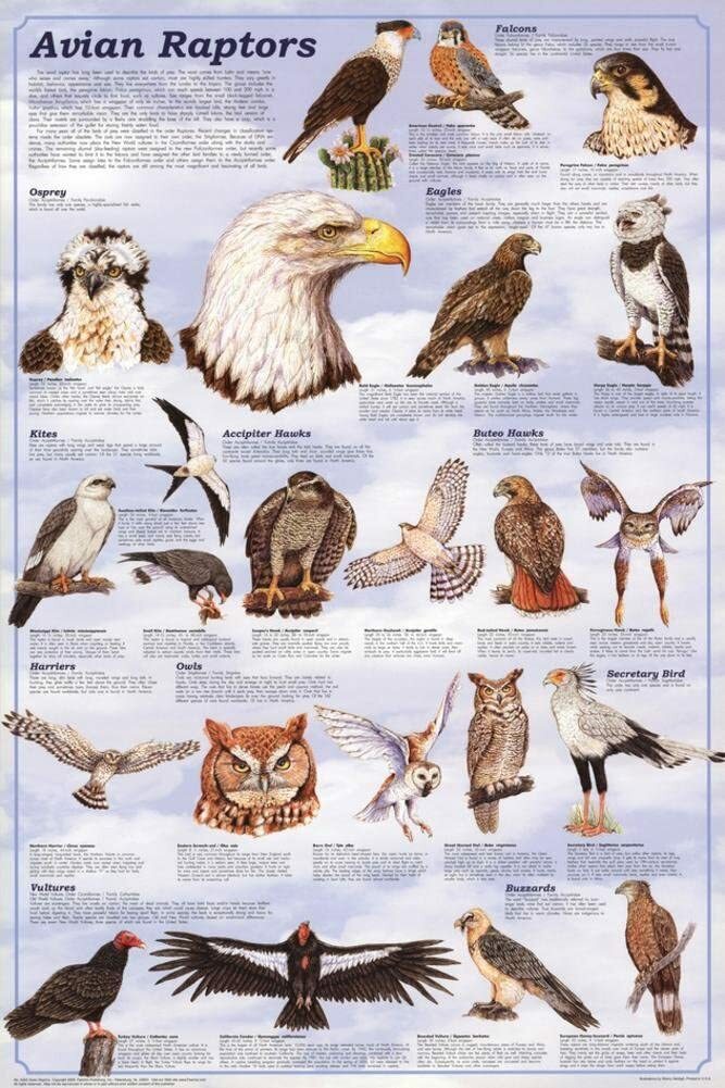 Avian Raptors Educational Poster 24″ x 36″
