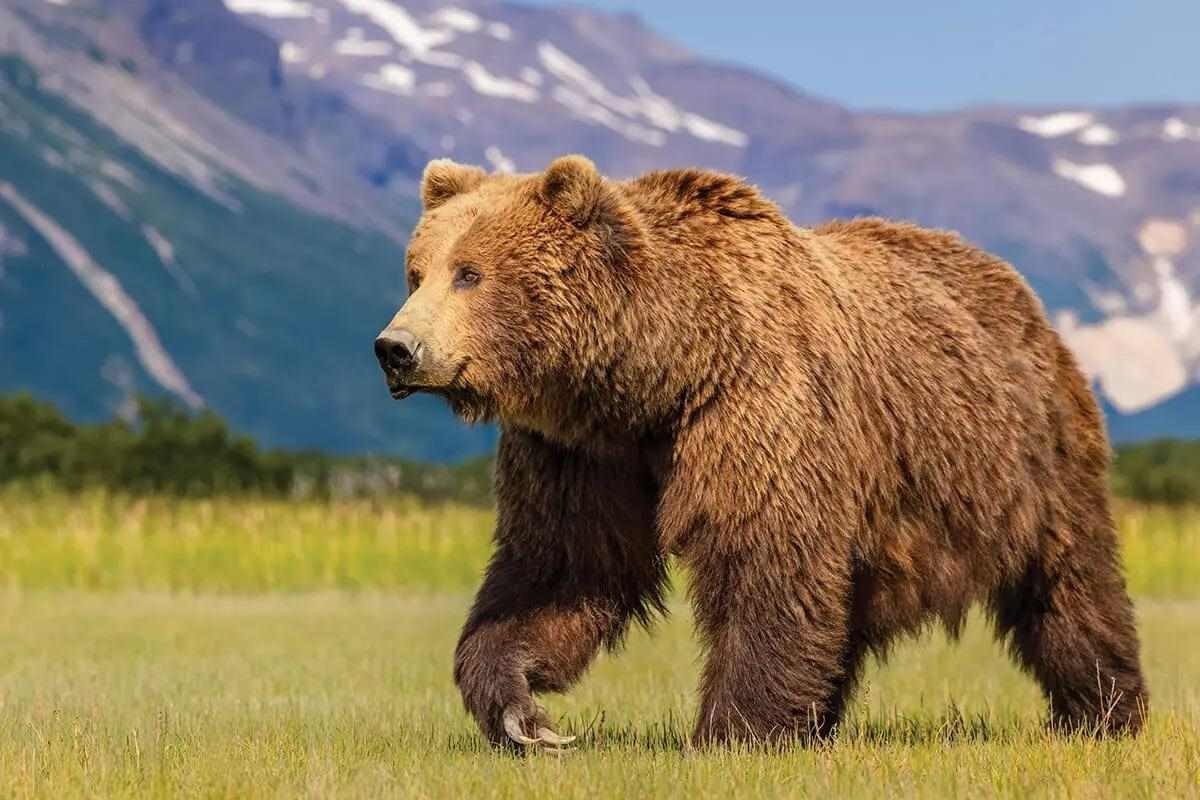 Grizzly Bears Photo Print 8.5×11