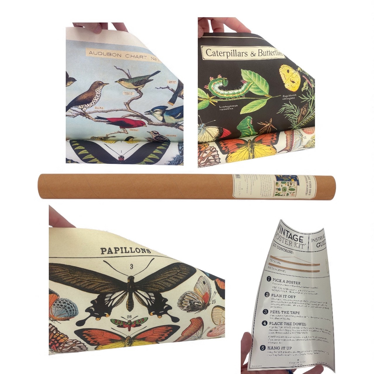 Cavallini DIY Hanging Poster Kit Birds Butterflies Caterpillars 20”x28” Crafts