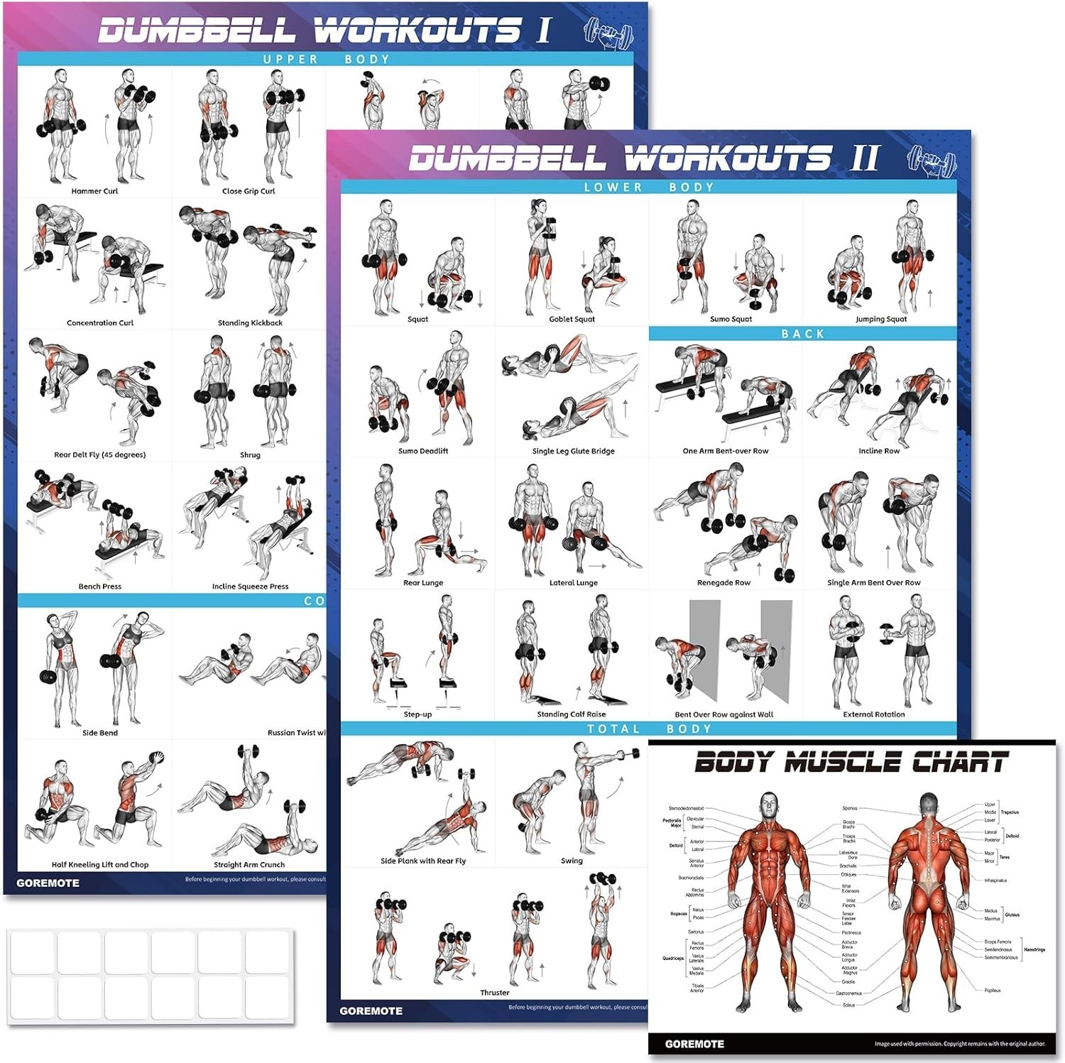 Dumbbell Workout Poster Set 2 Pack 18×24 Home Gym Exercise Muscle Diagrams NEW