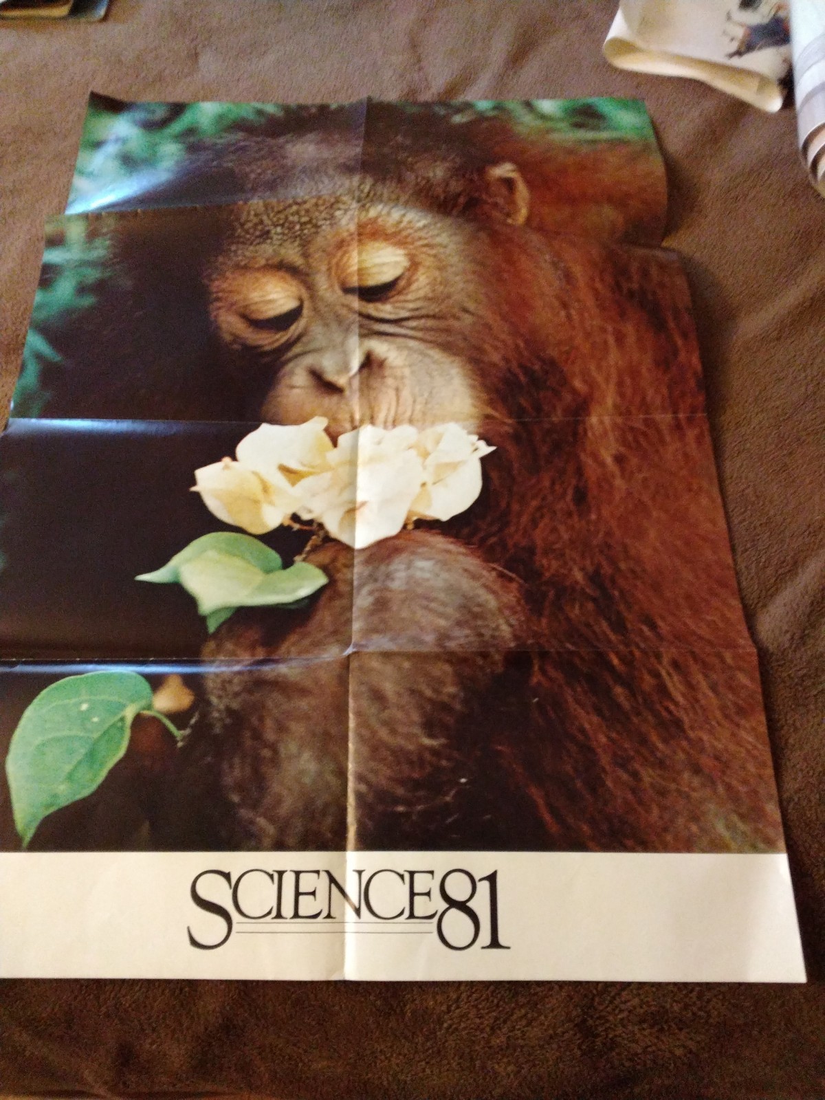 Vintage 1981 34×23 Ape Smelling Flower Poster