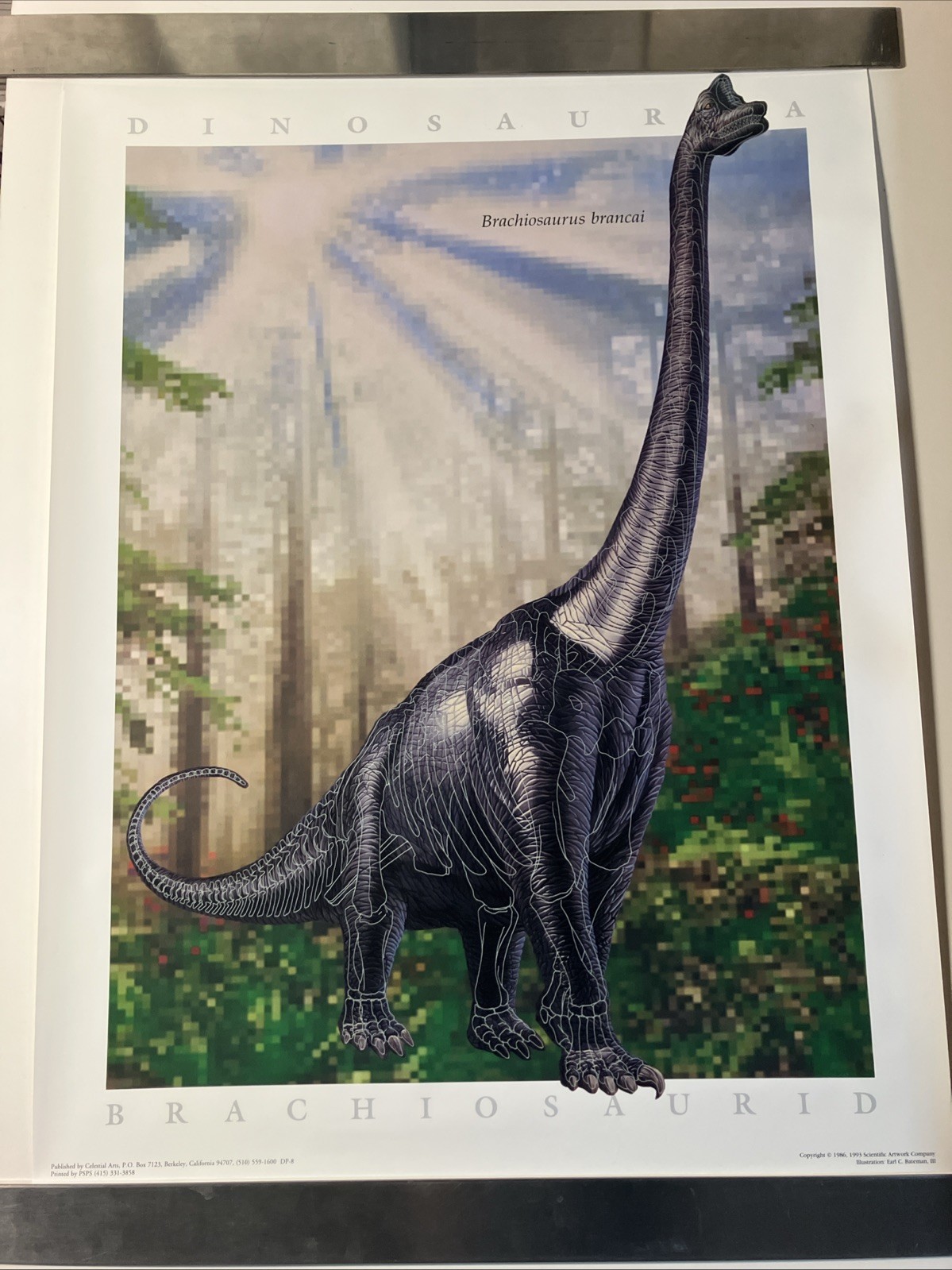 Dinosauria Brachiosaurid Poster Art By Earl C. Bateman III 1993 Rolled 24″x33″ +